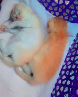 Persian Cats for sale in Kanpur, Uttar Pradesh, India. price: 14 INR