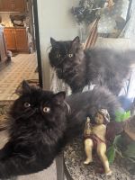 Persian Cats for sale in 9959 Mulberry Ct, Northville, MI 48167, USA. price: $700