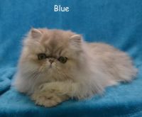 Persian Cats for sale in Union Grove, WI 53182, USA. price: $2,200