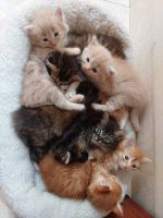 Persian Cats for sale in North Goa, Goa, India. price: 12,000 INR
