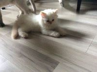Persian Cats for sale in Longwood, FL 32750, USA. price: $1,200