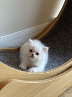Persian Cats for sale in Lighthouse Point, FL, USA. price: $18,002,000