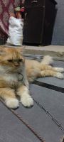 Persian Cats for sale in Attapur Bridge, Hyderabad, Telangana 500264, India. price: 2,700 INR