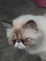 Persian Cats for sale in New Palasia, Indore, Madhya Pradesh 452001, India. price: 16,000 INR