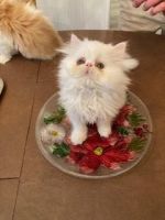 Persian Cats for sale in Braselton, GA, USA. price: $750