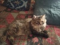 Persian Cats for sale in Kalyan, Maharashtra, India. price: 5,400 INR