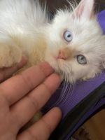 Persian Cats for sale in Sandy Springs, GA, USA. price: $1,300