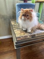 Persian Cats for sale in Aurora, CO, USA. price: NA