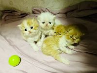 Persian Cats for sale in Laveen Village, Phoenix, AZ, USA. price: $1,400
