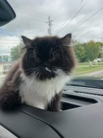 Persian Cats for sale in Thornville, OH 43076, USA. price: $400