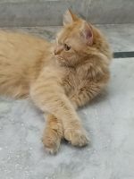 Persian Cats for sale in Nirman Nagar, Brijlalpura, Jaipur, Rajasthan 302019, India. price: 25,000 INR