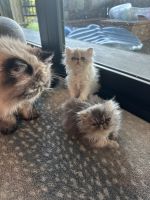 Persian Cats for sale in Henderson, NV, USA. price: $1,000