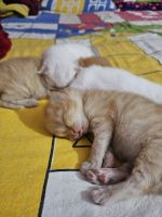 Persian Cats for sale in East of Kailash, New Delhi, Delhi 110065, India. price: 20,000 INR