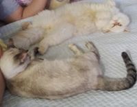 Persian Cats for sale in Riverside-San Bernardino-Ontario, CA, CA, USA. price: $100,000