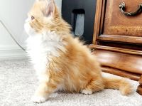 Persian Cats for sale in Las Vegas, NV, USA. price: NA