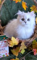 Persian Cats for sale in Las Vegas, NV, USA. price: $2,200