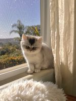 Persian Cats for sale in Poway, CA, USA. price: $1,250