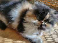 Persian Cats for sale in Greenville, SC, USA. price: $1,400