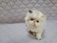Persian Cats for sale in Greenville, SC, USA. price: $1,200