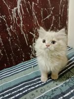 Persian Cats for sale in Khajrana, Indore, Madhya Pradesh, India. price: 8,000 INR