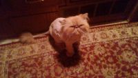 Persian Cats for sale in Bonney Lake, WA 98391, USA. price: $1,250