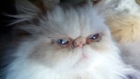 Persian Cats for sale in Bonney Lake, WA 98391, USA. price: $1,250