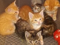 Persian Cats for sale in Philadelphia, PA, USA. price: NA