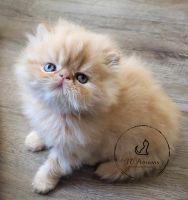Persian Cats for sale in Fayetteville, North Carolina. price: $1,800
