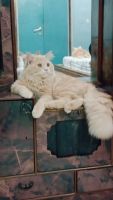 Persian Cats for sale in Lucknow, Uttar Pradesh, India. price: 3,000 INR