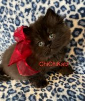 Persian Cats for sale in Jacksonville, Florida. price: $150,000