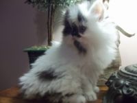 Persian Cats for sale in Selinsgrove, PA 17870, USA. price: $650