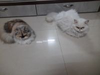 Persian Cats for sale in Pune, Maharashtra. price: 5,000 INR