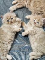 Persian Cats for sale in Chennai, Tamil Nadu. price: 20,000 INR