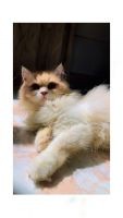 Persian Cats for sale in Trivandrum, Kerala. price: 2,000 INR