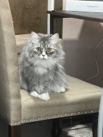 Persian Cats for sale in Clifton, New Jersey. price: $1,500