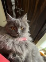 Persian Cats for sale in Jaipur, Rajasthan. price: 5,000 INR