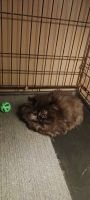 Persian Cats for sale in Massillon, OH, USA. price: $900