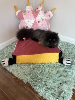 Persian Cats for sale in Soddy-Daisy, Tennessee. price: $800