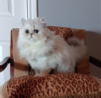 Persian Cats for sale in Houston, TX, USA. price: $1,800