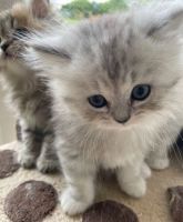 Persian Cats for sale in Black Canyon City, Arizona. price: $800