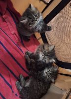 Persian Cats for sale in Barnegat, New Jersey. price: $250