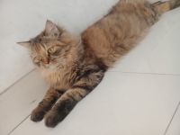 Persian Cats for sale in Kalyan, Maharashtra, India. price: 6,500 INR