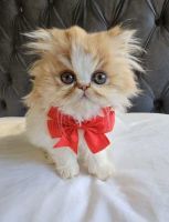 Persian Cats for sale in Harwood Heights, Illinois. price: $1,800