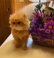 Persian Cats for sale in Hendersonville, TN, USA. price: $750