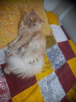 Persian Cats for sale in Kanpur, Uttar Pradesh, India. price: 5,000 INR