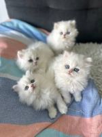 Persian Cats for sale in Little Rock, Arkansas. price: $451