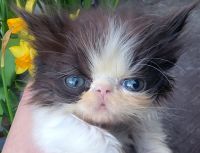 Persian Cats for sale in Portland, OR, USA. price: $650