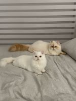 Persian Cats for sale in Miami, Florida. price: $1,000