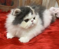 Persian Cats for sale in Palm Beach, FL, USA. price: NA