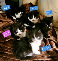 Persian Cats for sale in San Diego, California. price: NA